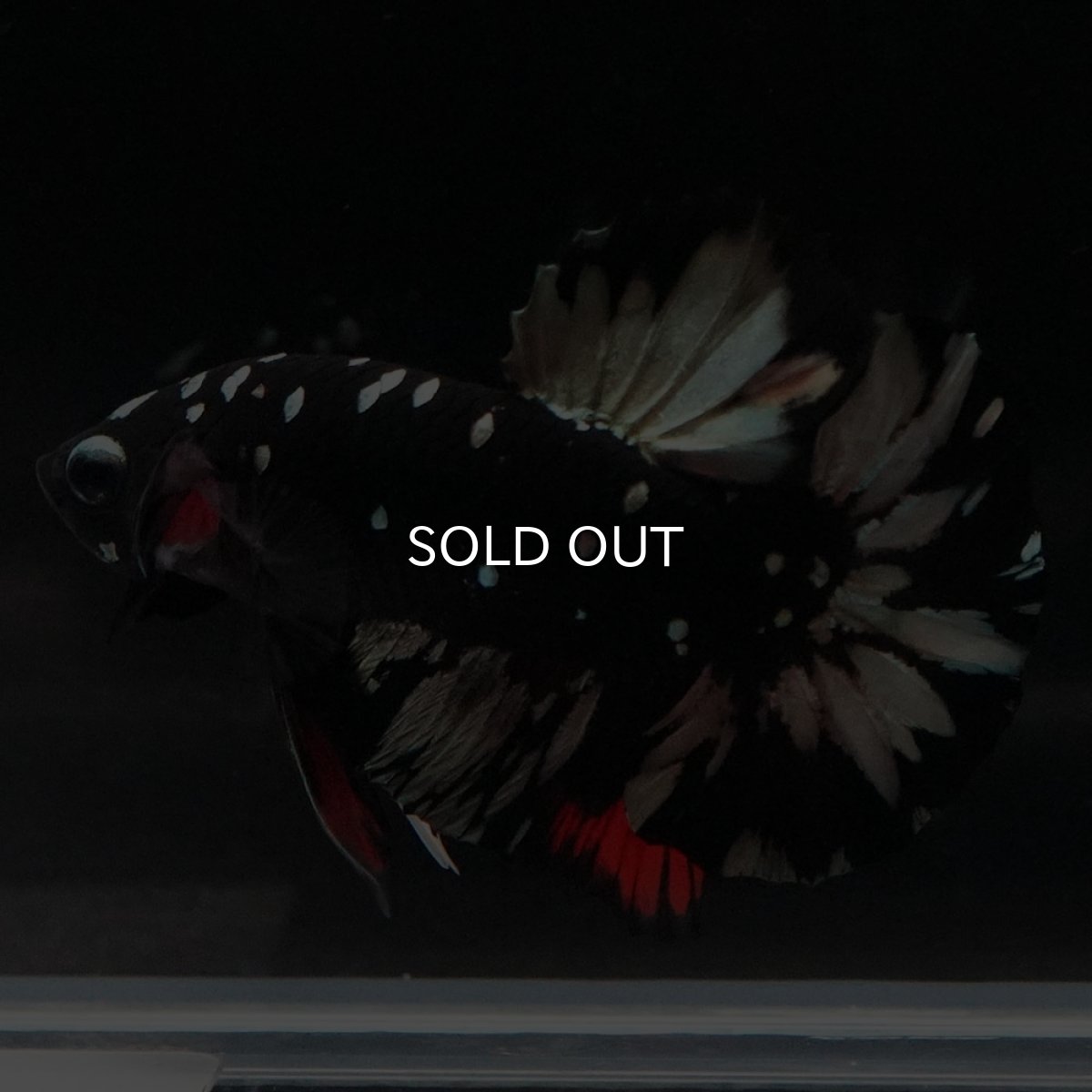 画像8: HMPK　ブラックカッパースター (8)