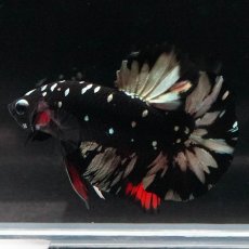 画像8: HMPK　ブラックカッパースター (8)