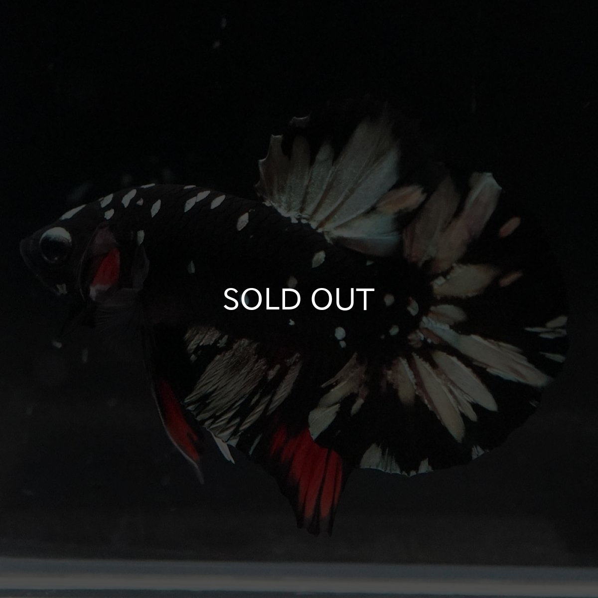 画像5: HMPK　ブラックカッパースター (5)