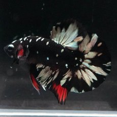 画像5: HMPK　ブラックカッパースター (5)