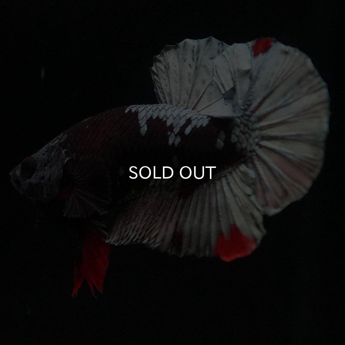 画像2: HMPK　ブラックカッパースター (2)