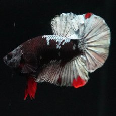 画像2: HMPK　ブラックカッパースター (2)