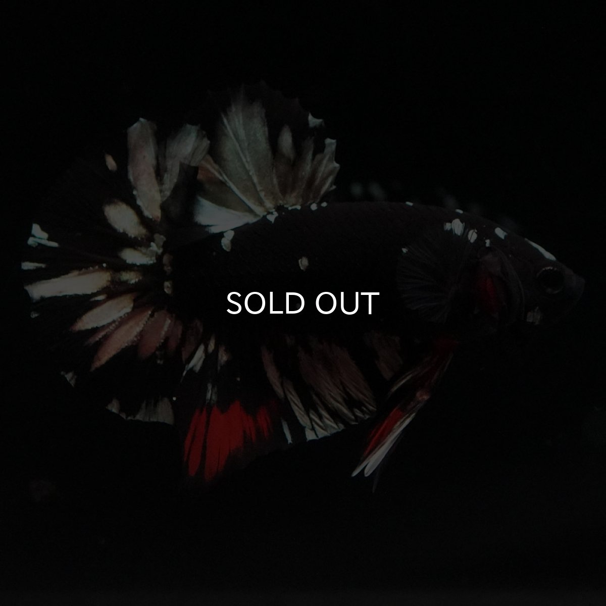 画像1: HMPK　ブラックカッパースター (1)