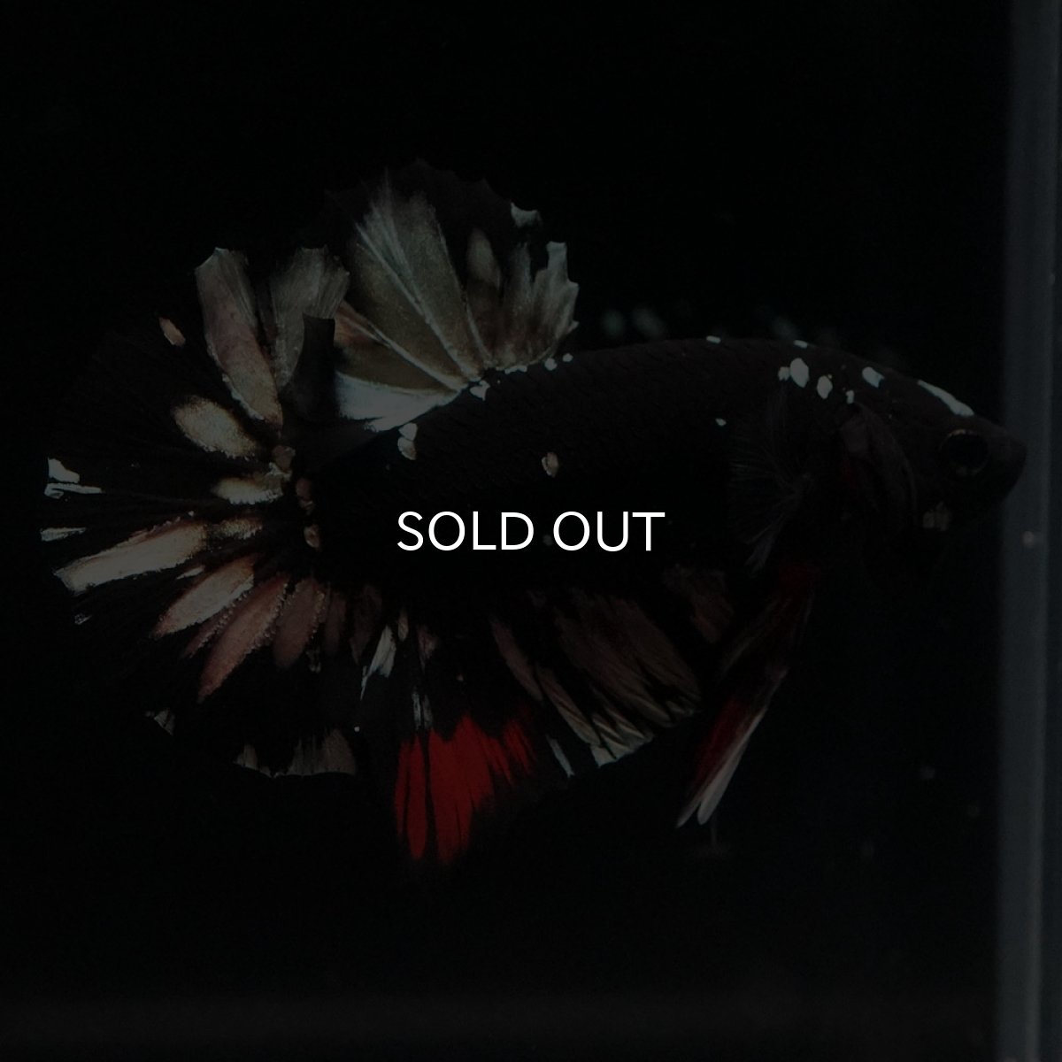 画像4: HMPK　ブラックカッパースター (4)