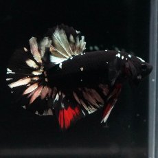 画像4: HMPK　ブラックカッパースター (4)