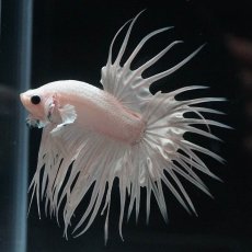 画像2: CT　ホワイト (2)