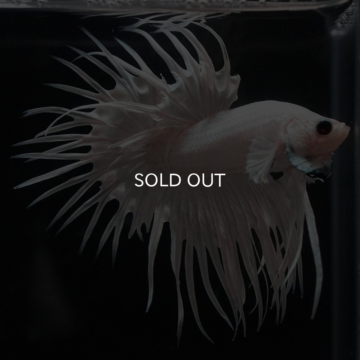 画像7: CT　ホワイト (7)