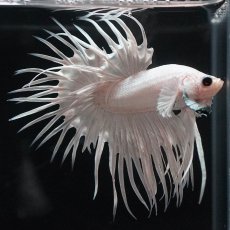 画像7: CT　ホワイト (7)