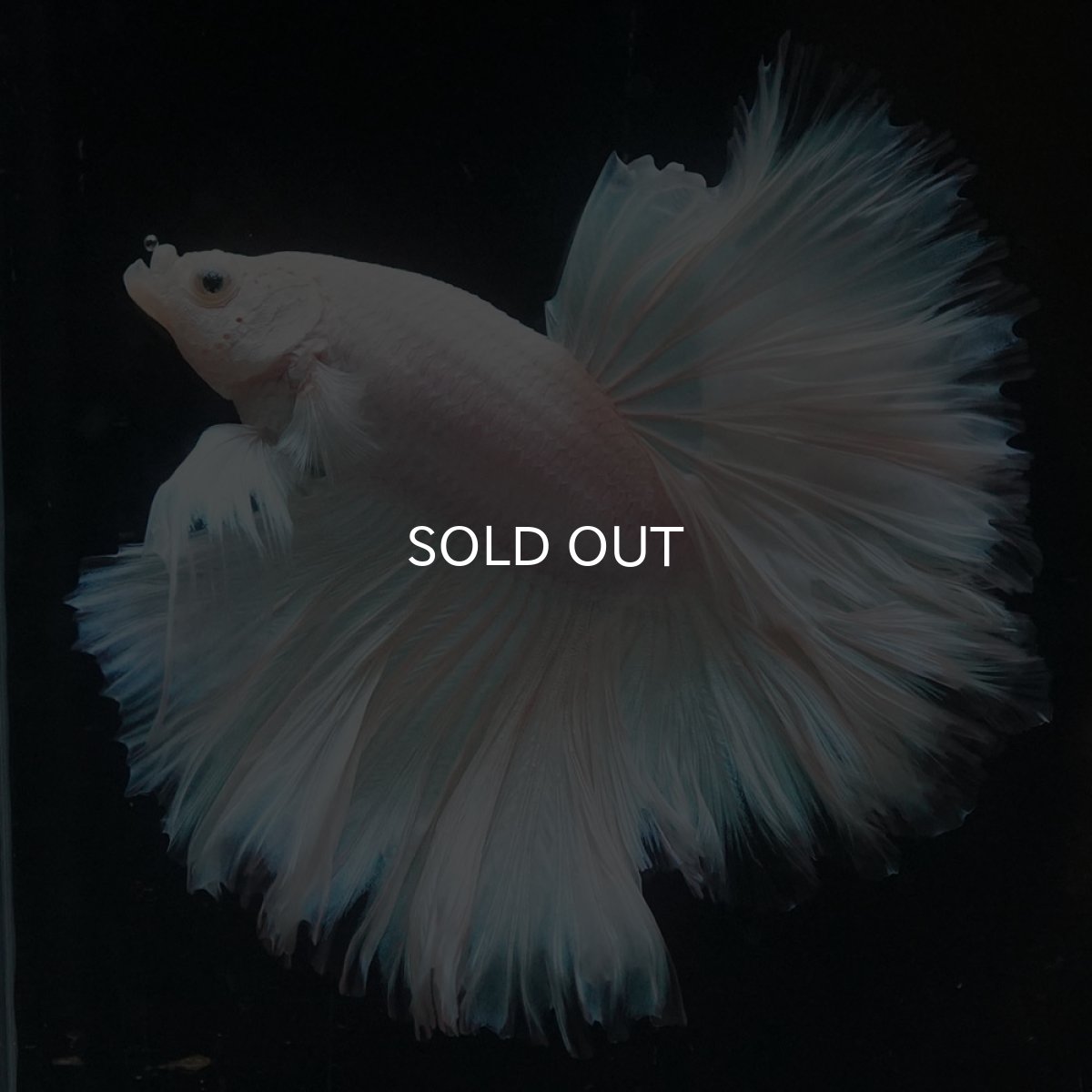 画像6: HM　ホワイトファンシー　ローズテール (6)