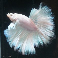 画像6: HM　ホワイトファンシー　ローズテール (6)