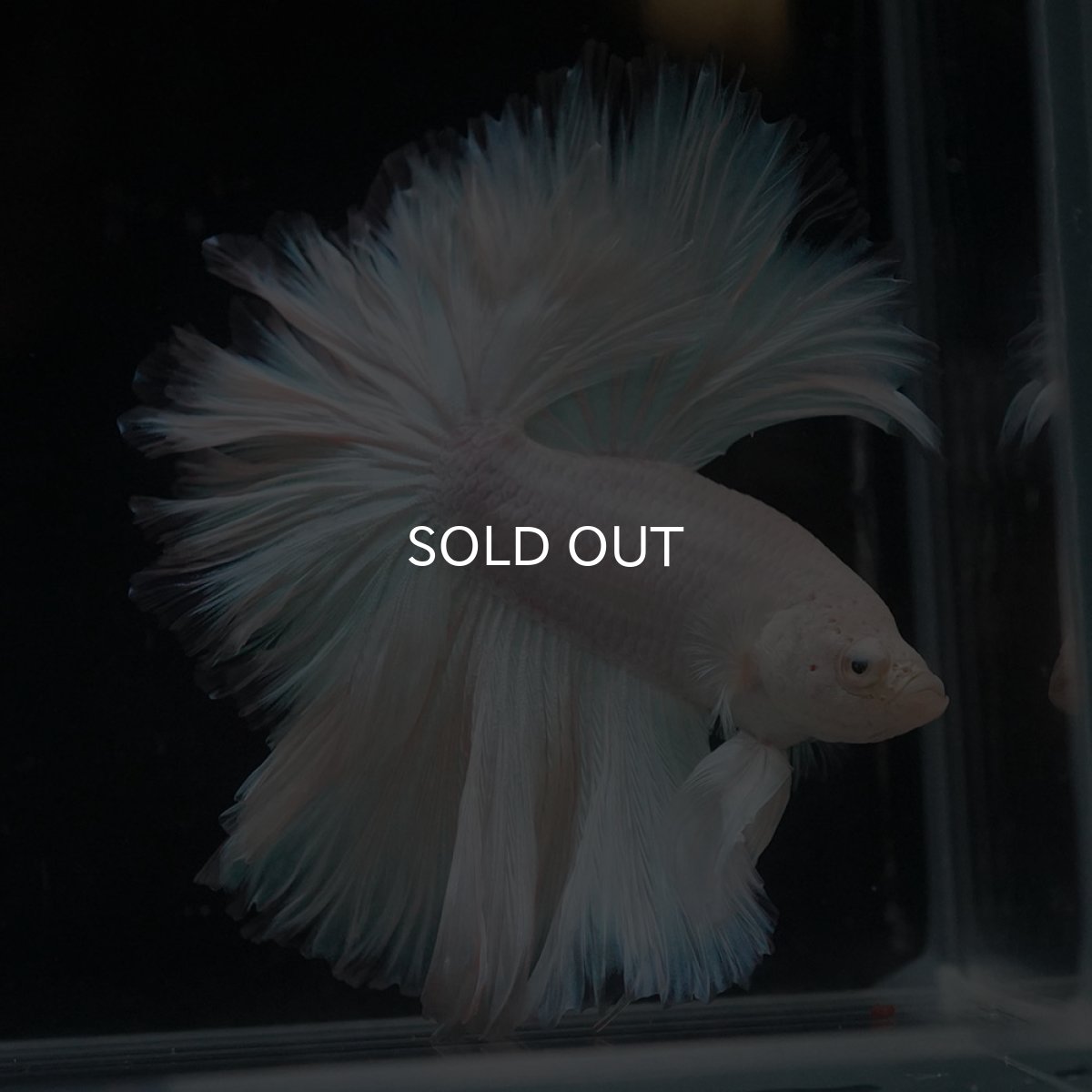 画像5: HM　ホワイトファンシー　ローズテール (5)