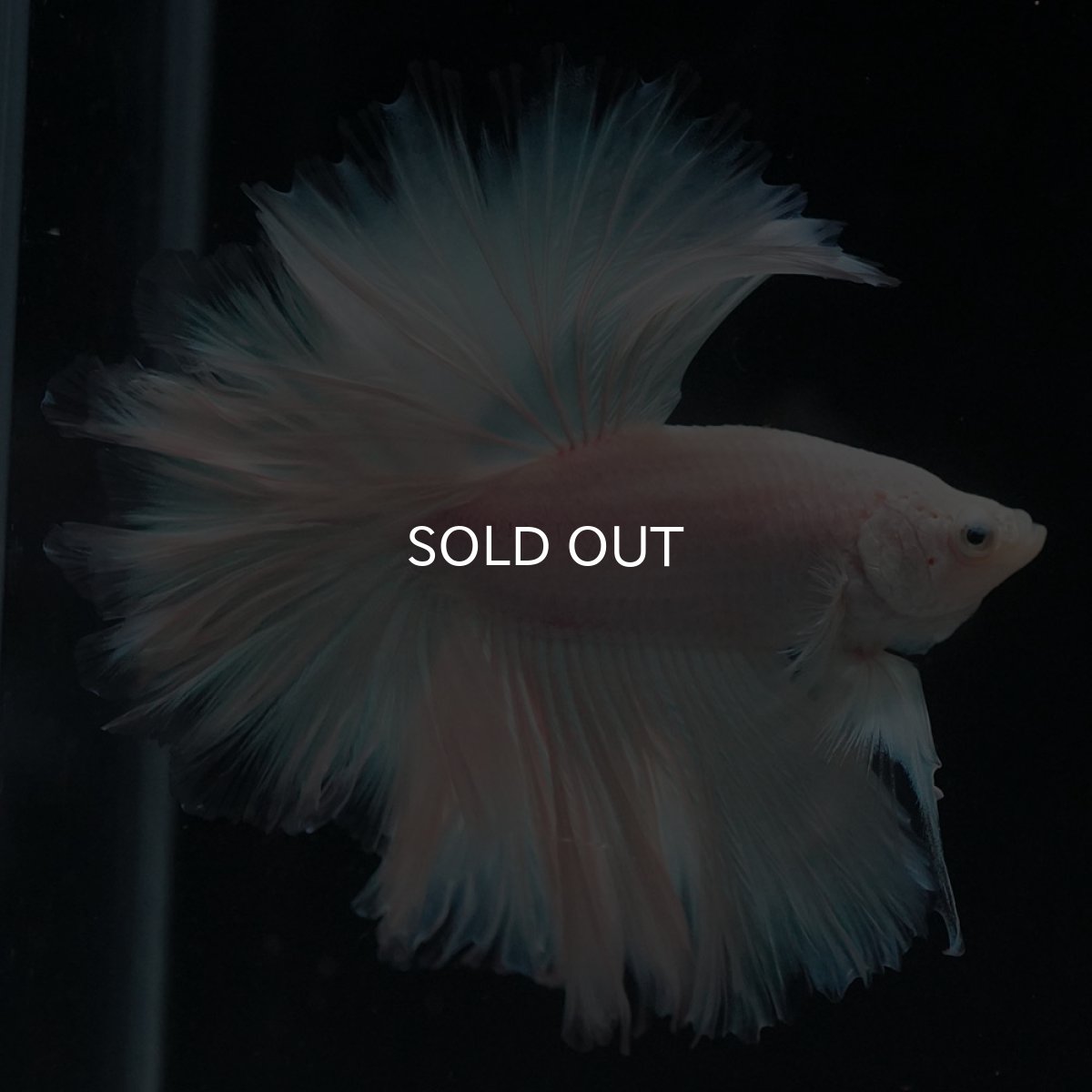 画像1: HM　ホワイトファンシー　ローズテール (1)