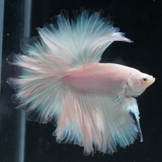 画像1: HM　ホワイトファンシー　ローズテール (1)