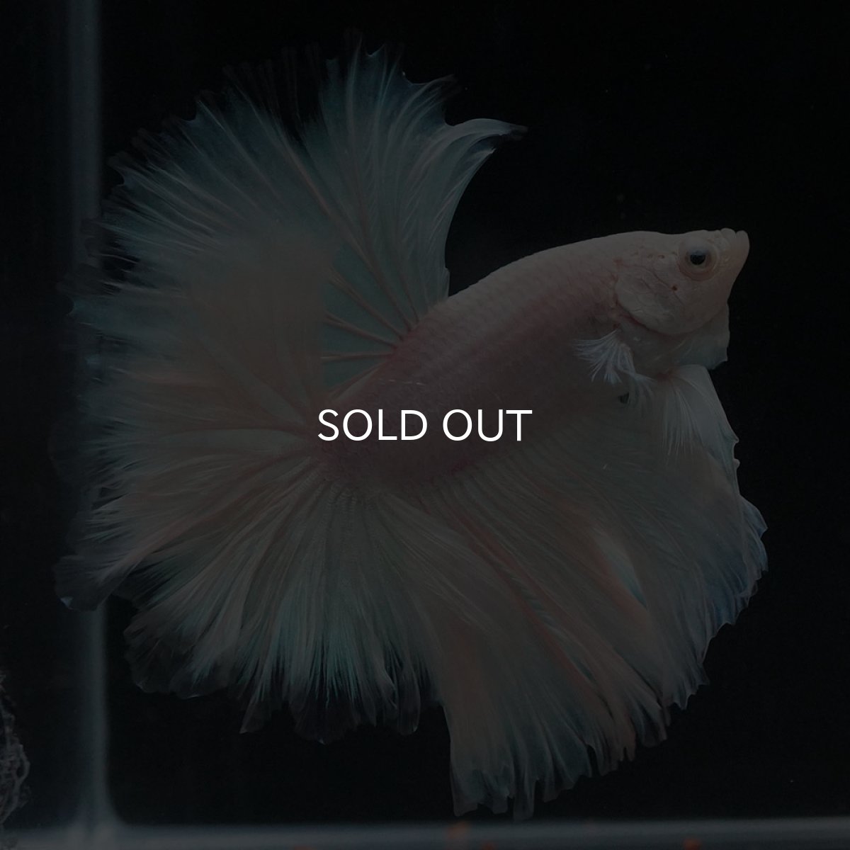 画像3: HM　ホワイトファンシー　ローズテール (3)