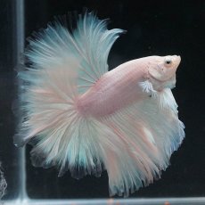 画像3: HM　ホワイトファンシー　ローズテール (3)