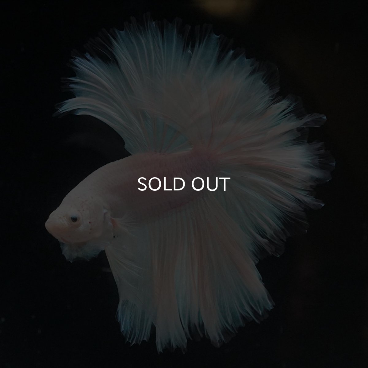 画像2: HM　ホワイトファンシー　ローズテール (2)