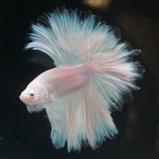 画像2: HM　ホワイトファンシー　ローズテール (2)