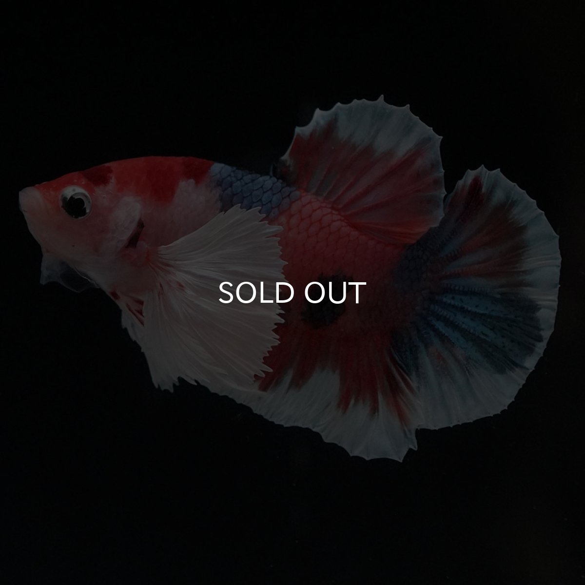 画像2: HMPKダンボ　キャンディ (2)