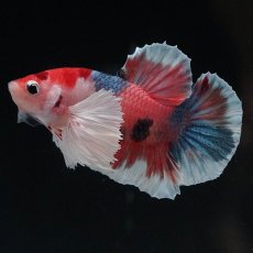 画像2: HMPKダンボ　キャンディ (2)