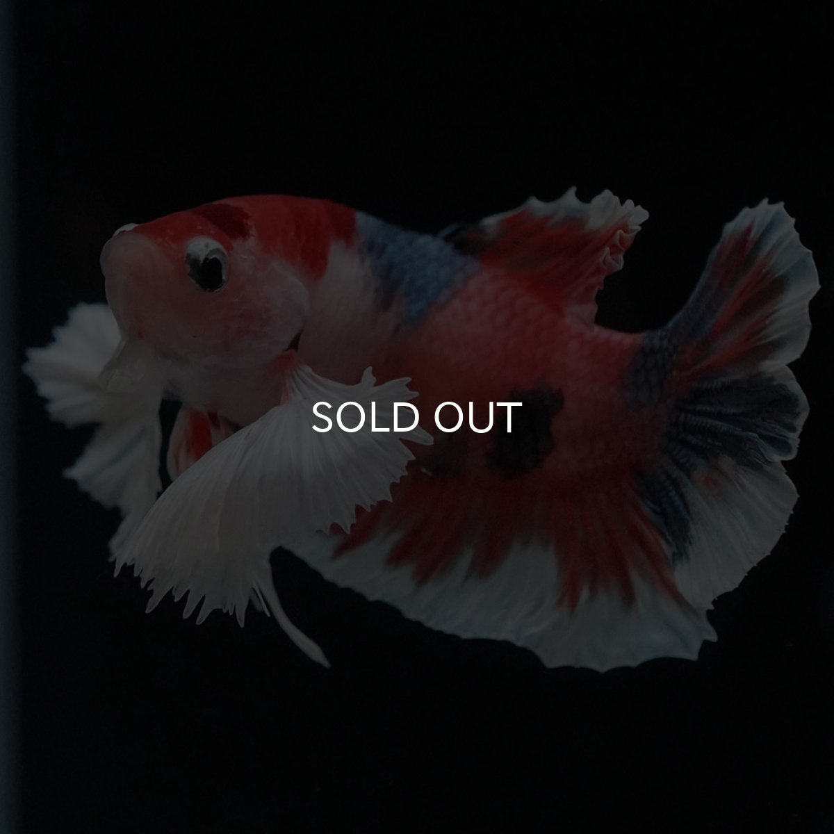 画像8: HMPKダンボ　キャンディ (8)