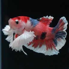 画像8: HMPKダンボ　キャンディ (8)