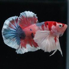 画像1: HMPKダンボ　キャンディ (1)