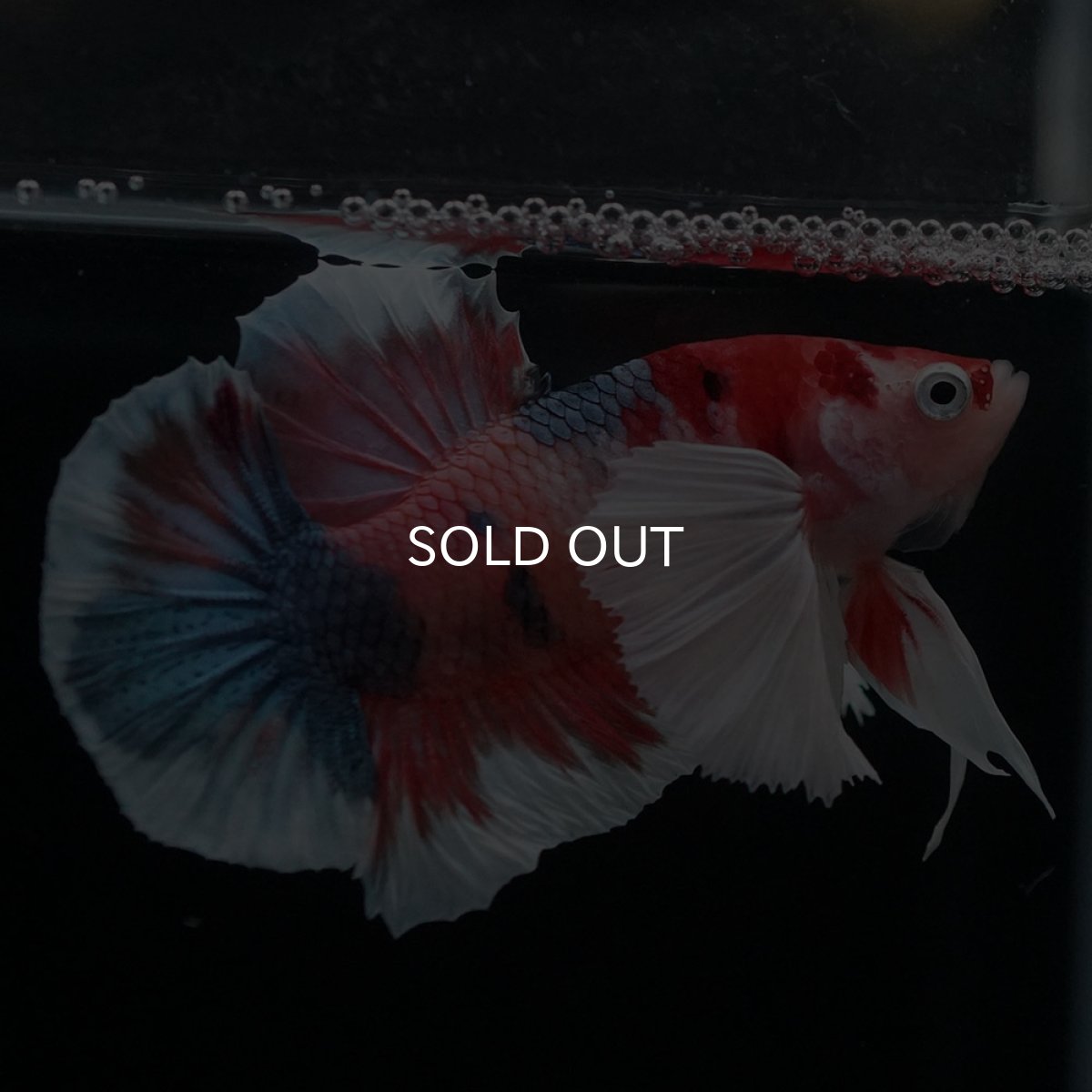 画像3: HMPKダンボ　キャンディ (3)