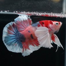 画像3: HMPKダンボ　キャンディ (3)