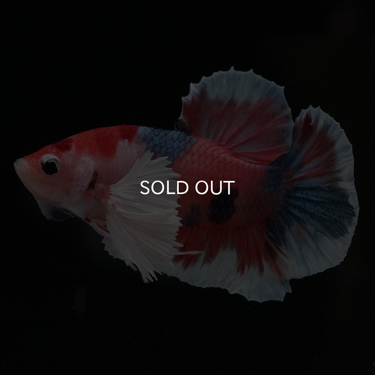 画像6: HMPKダンボ　キャンディ (6)