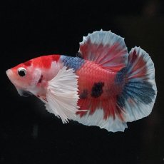 画像6: HMPKダンボ　キャンディ (6)