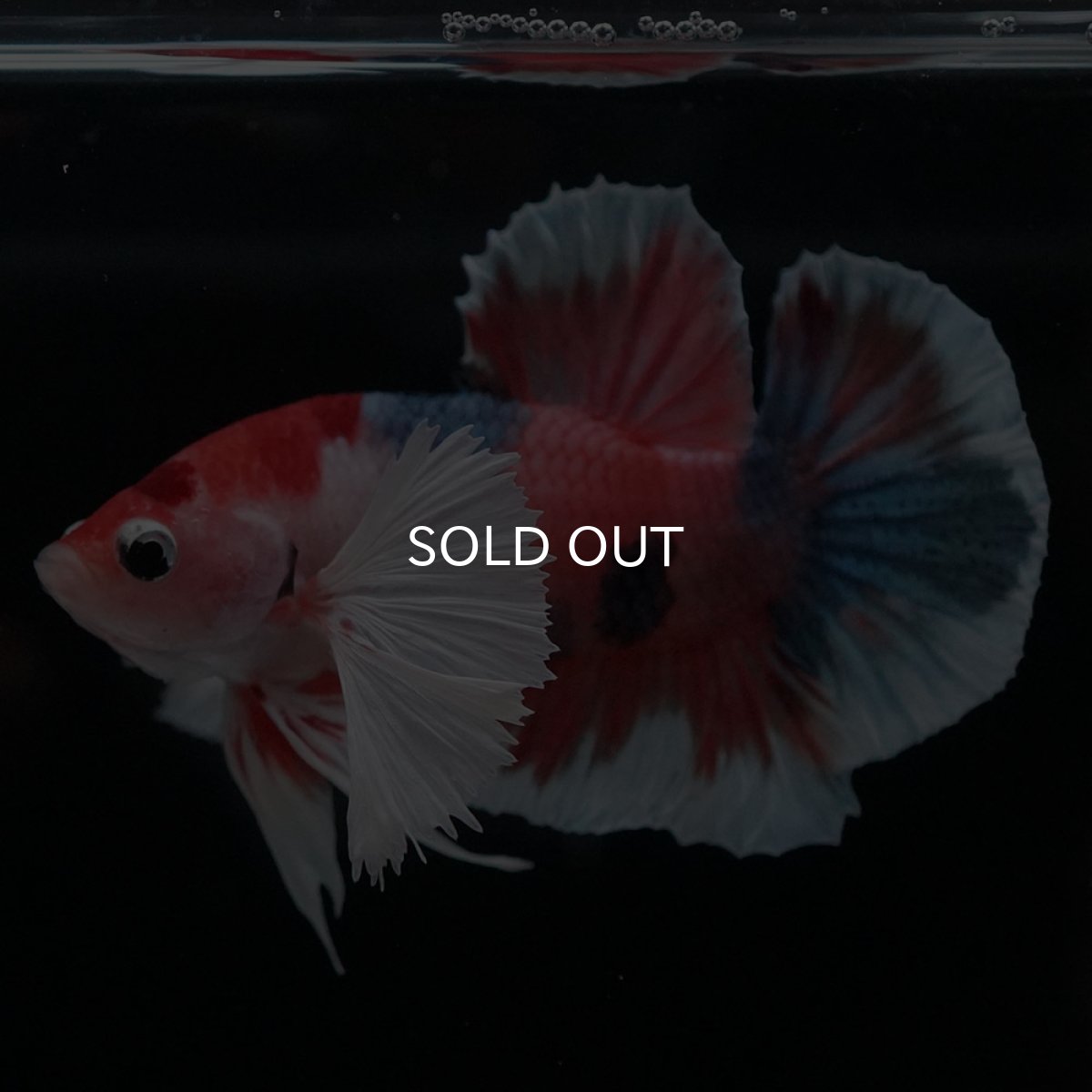 画像4: HMPKダンボ　キャンディ (4)