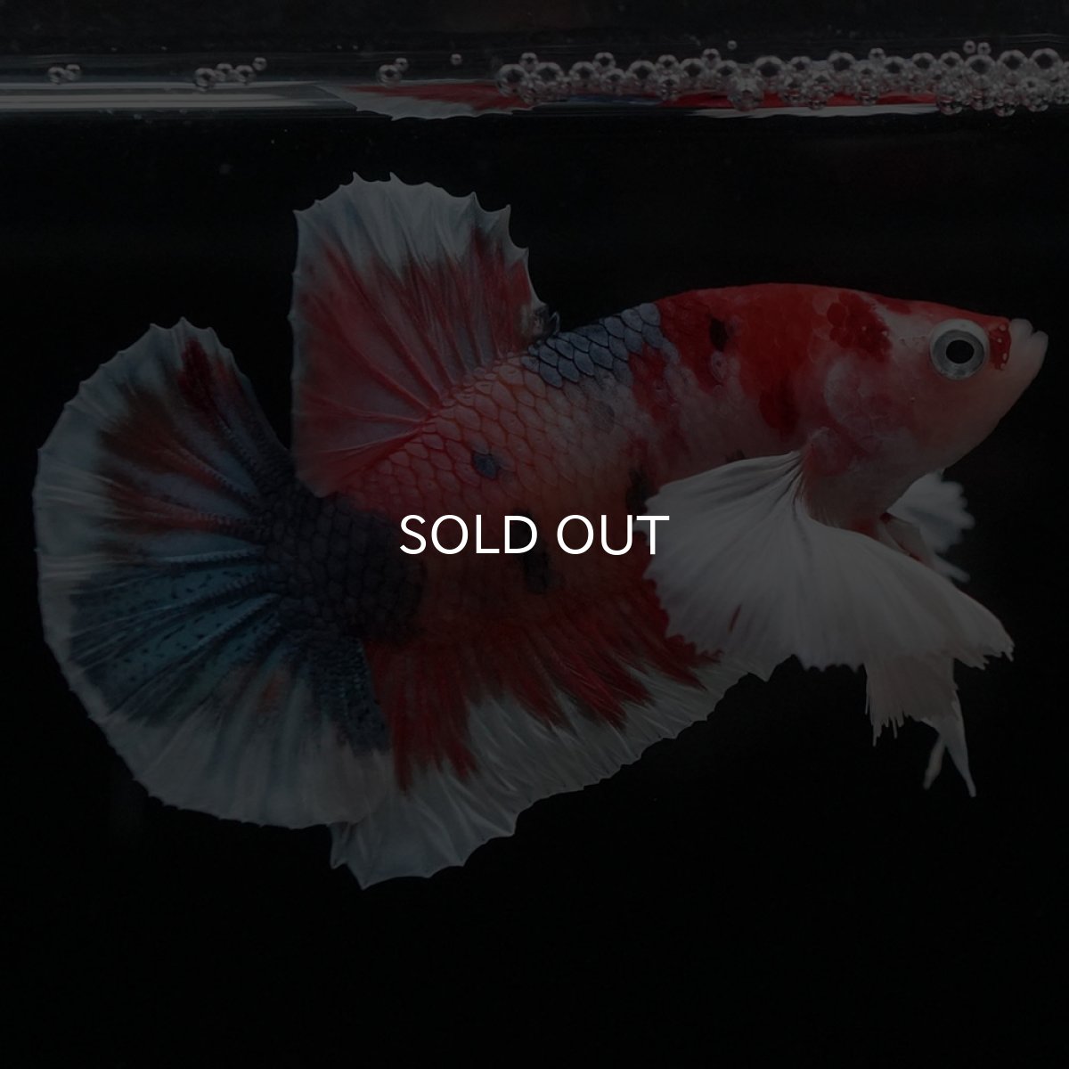 画像7: HMPKダンボ　キャンディ (7)