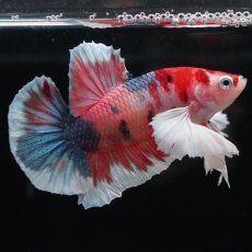 画像7: HMPKダンボ　キャンディ (7)