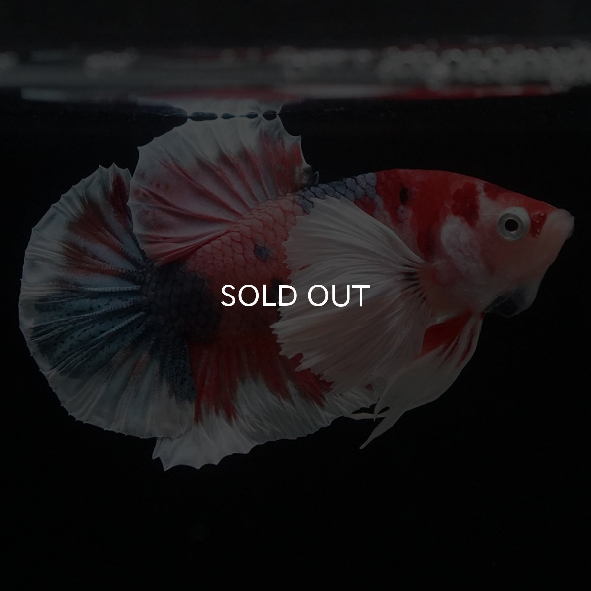 画像5: HMPKダンボ　キャンディ (5)