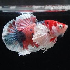 画像5: HMPKダンボ　キャンディ (5)