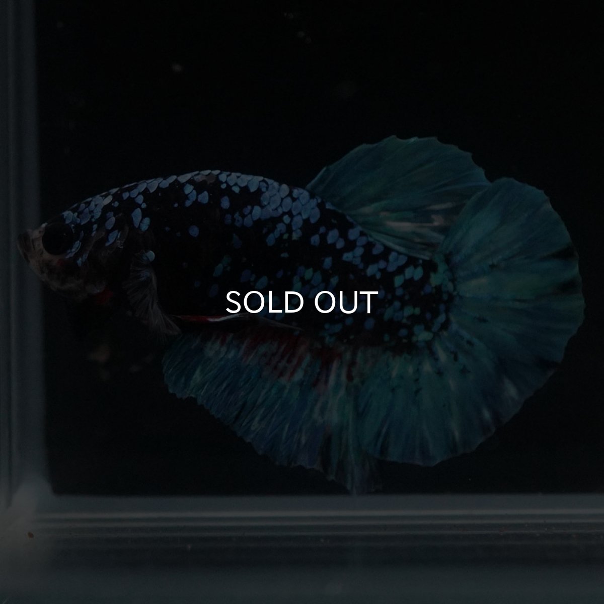 画像6: HMPK　ブラックスター (6)