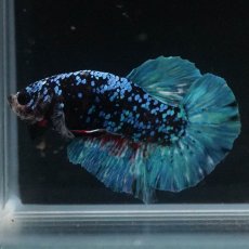 画像6: HMPK　ブラックスター (6)