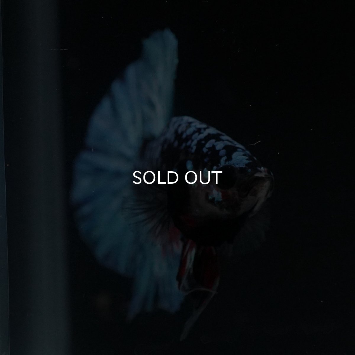 画像7: HMPK　ブラックスター (7)