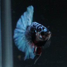 画像7: HMPK　ブラックスター (7)