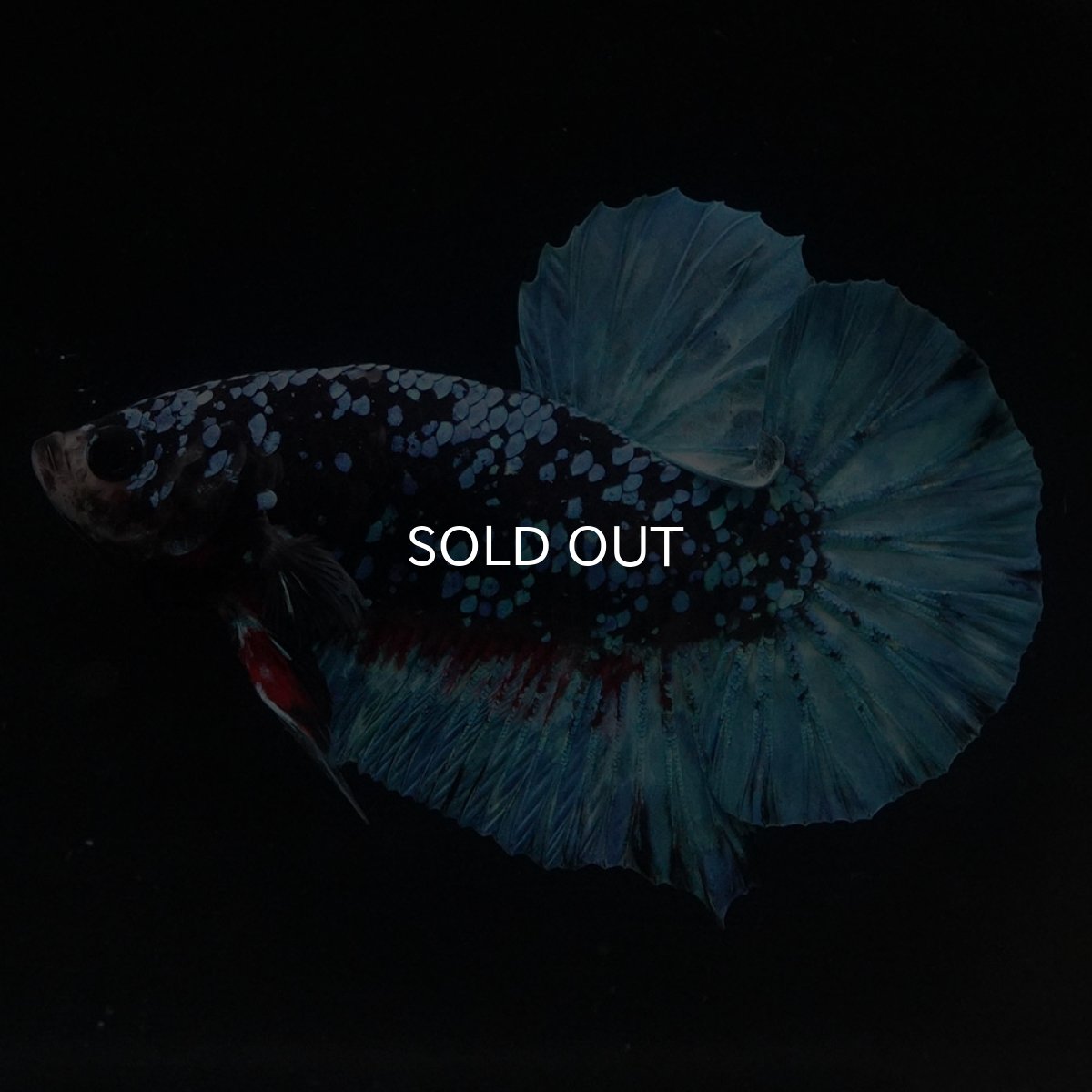 画像2: HMPK　ブラックスター (2)