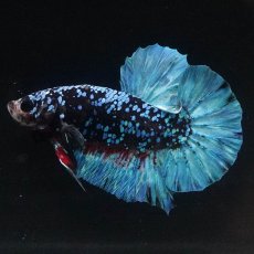 画像2: HMPK　ブラックスター (2)