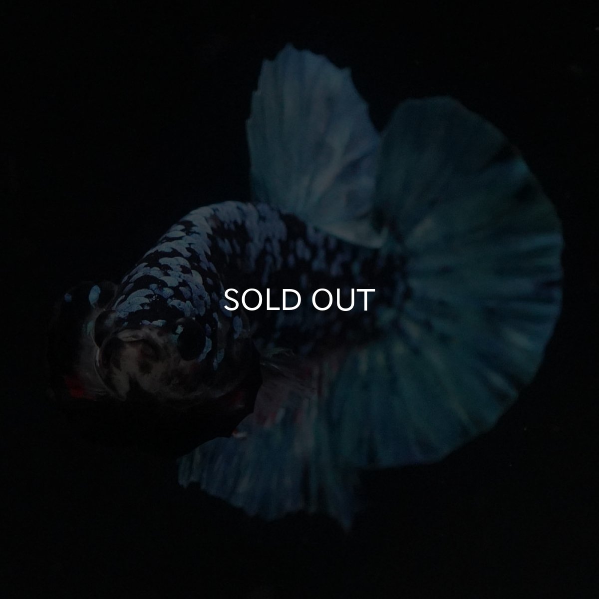 画像3: HMPK　ブラックスター (3)