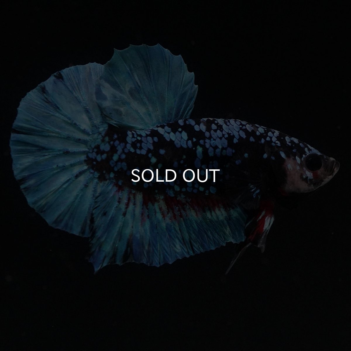 画像5: HMPK　ブラックスター (5)