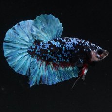 画像5: HMPK　ブラックスター (5)