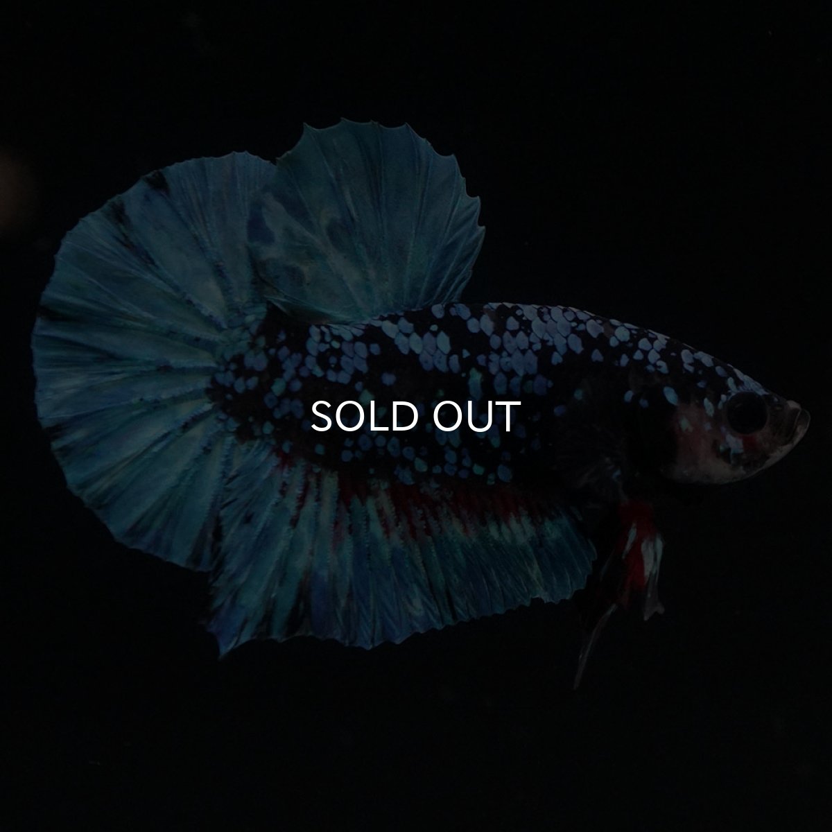 画像4: HMPK　ブラックスター (4)