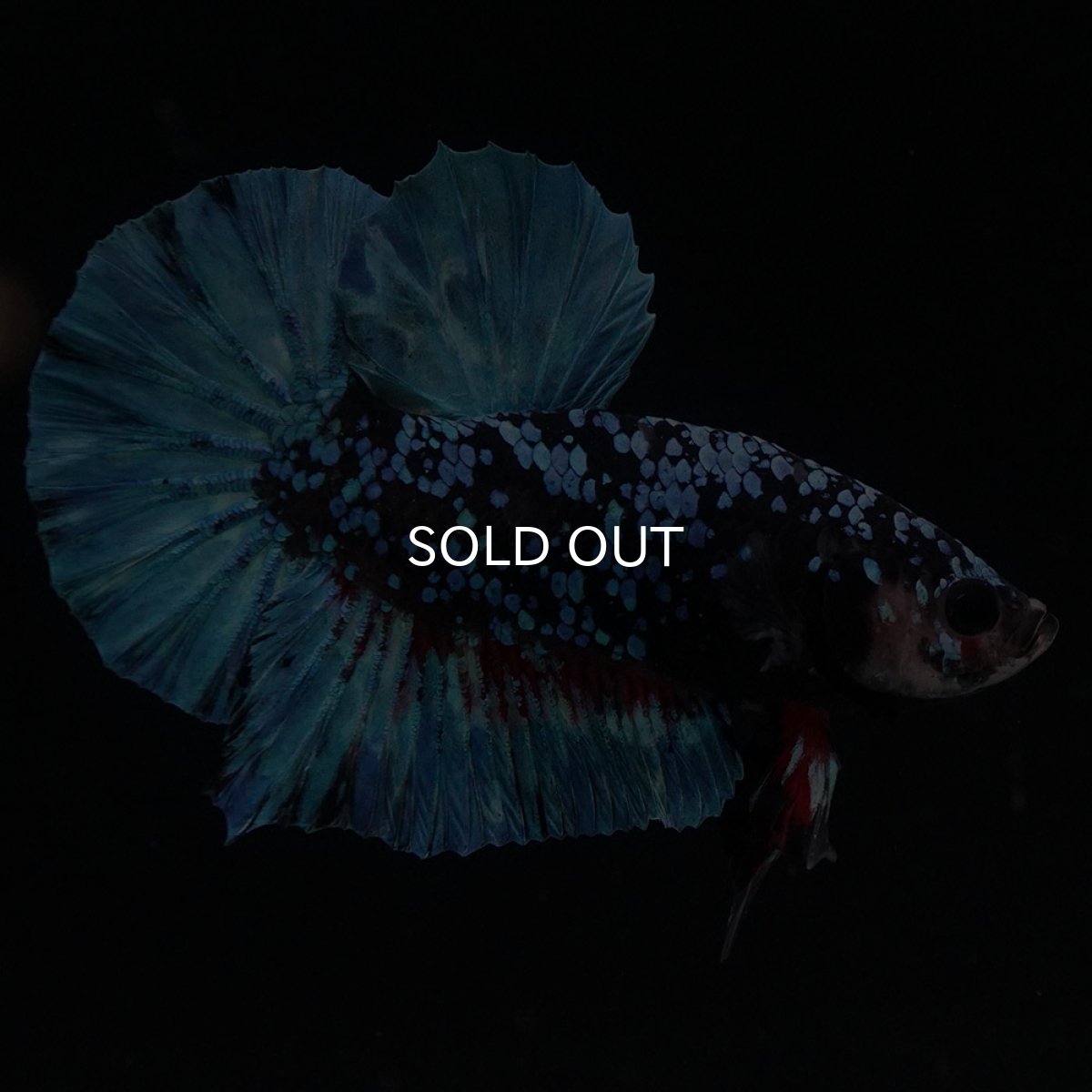 画像1: HMPK　ブラックスター (1)