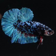 画像1: HMPK　ブラックスター (1)