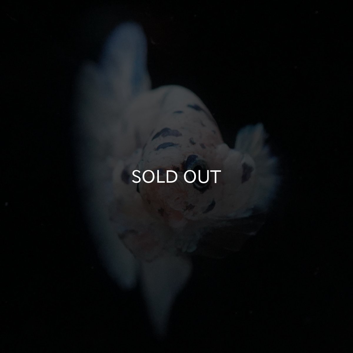 画像9: HMPK　ホワイトブルーマーブル (9)