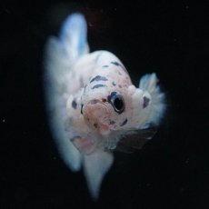 画像9: HMPK　ホワイトブルーマーブル (9)