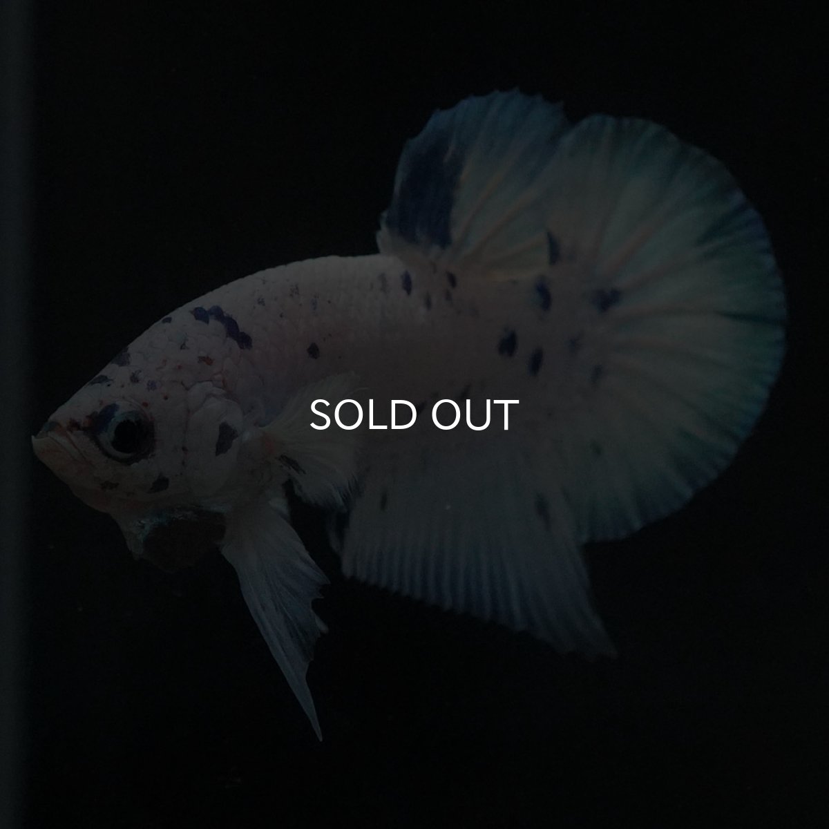 画像5: HMPK　ホワイトブルーマーブル (5)